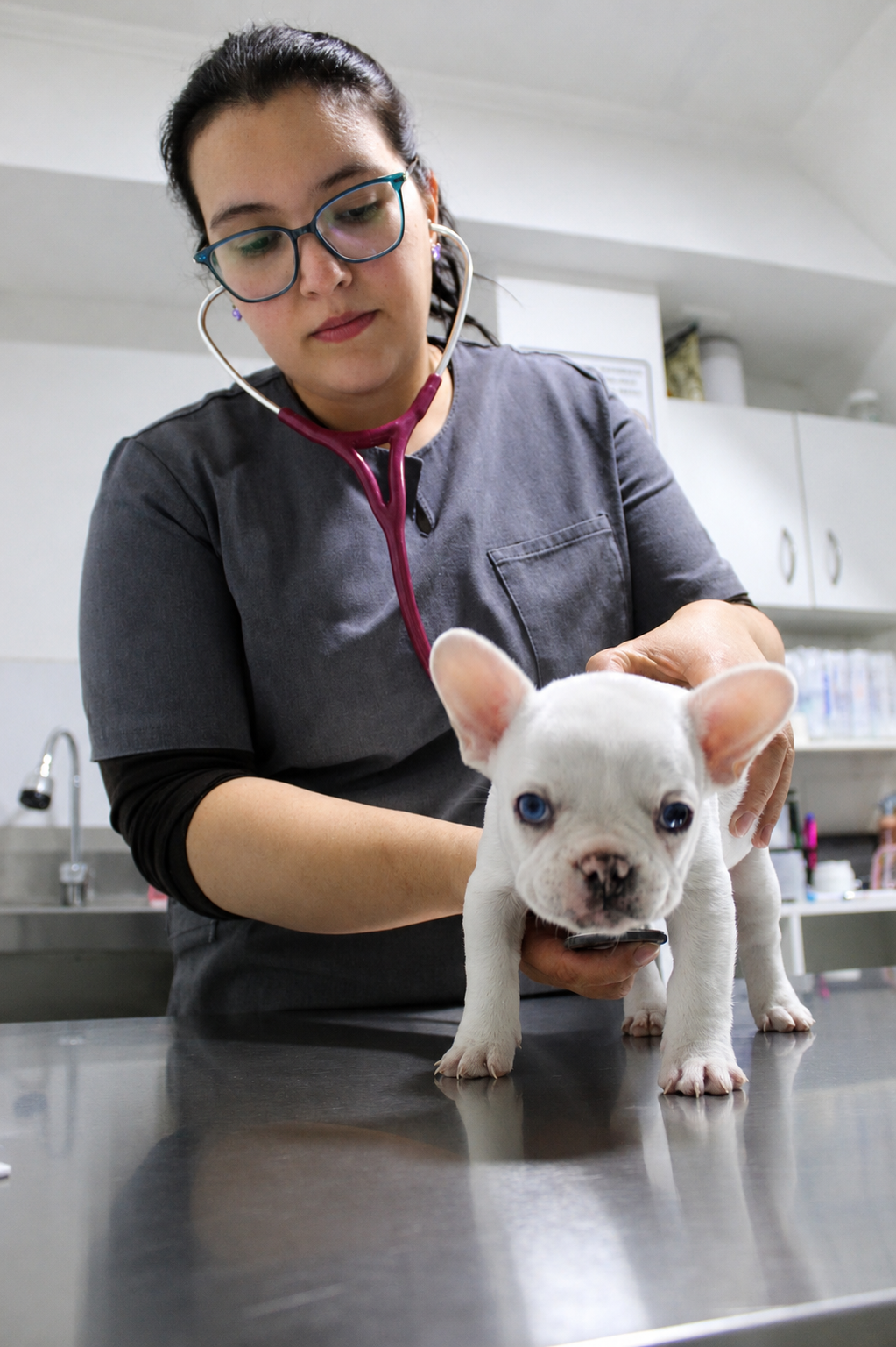 Atención veterinaria a paciente en Clínica SomaVet