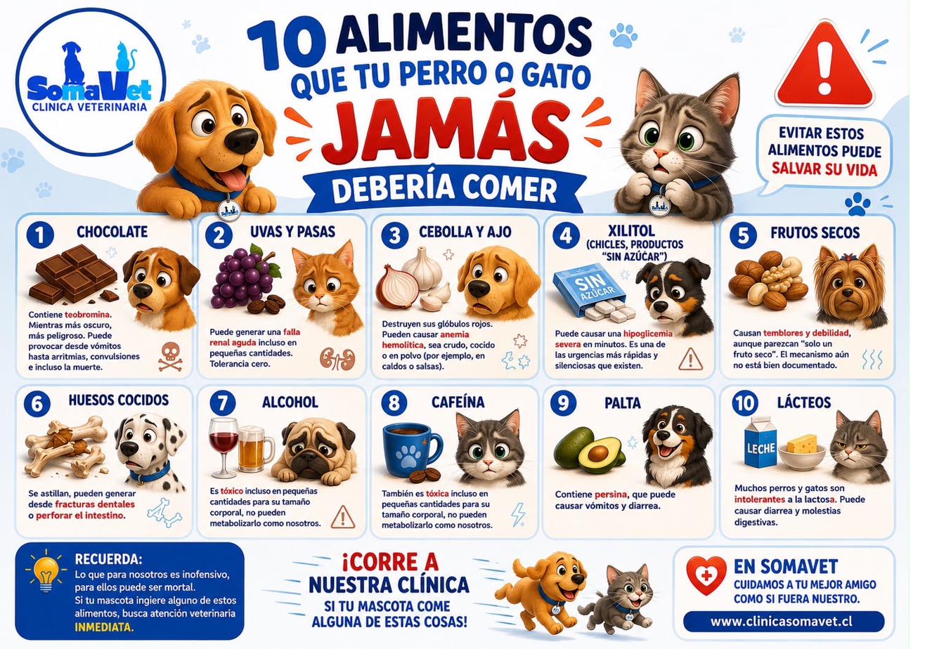 10 alimentos que tu perro o gato jamás debería comer