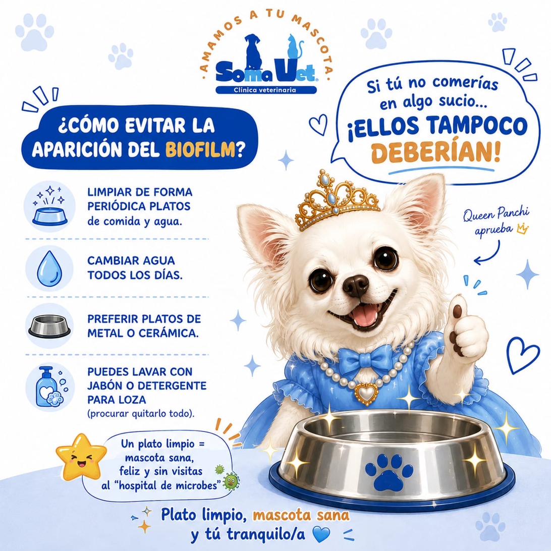 Cómo evitar la aparición de biofilm en el plato de tu mascota