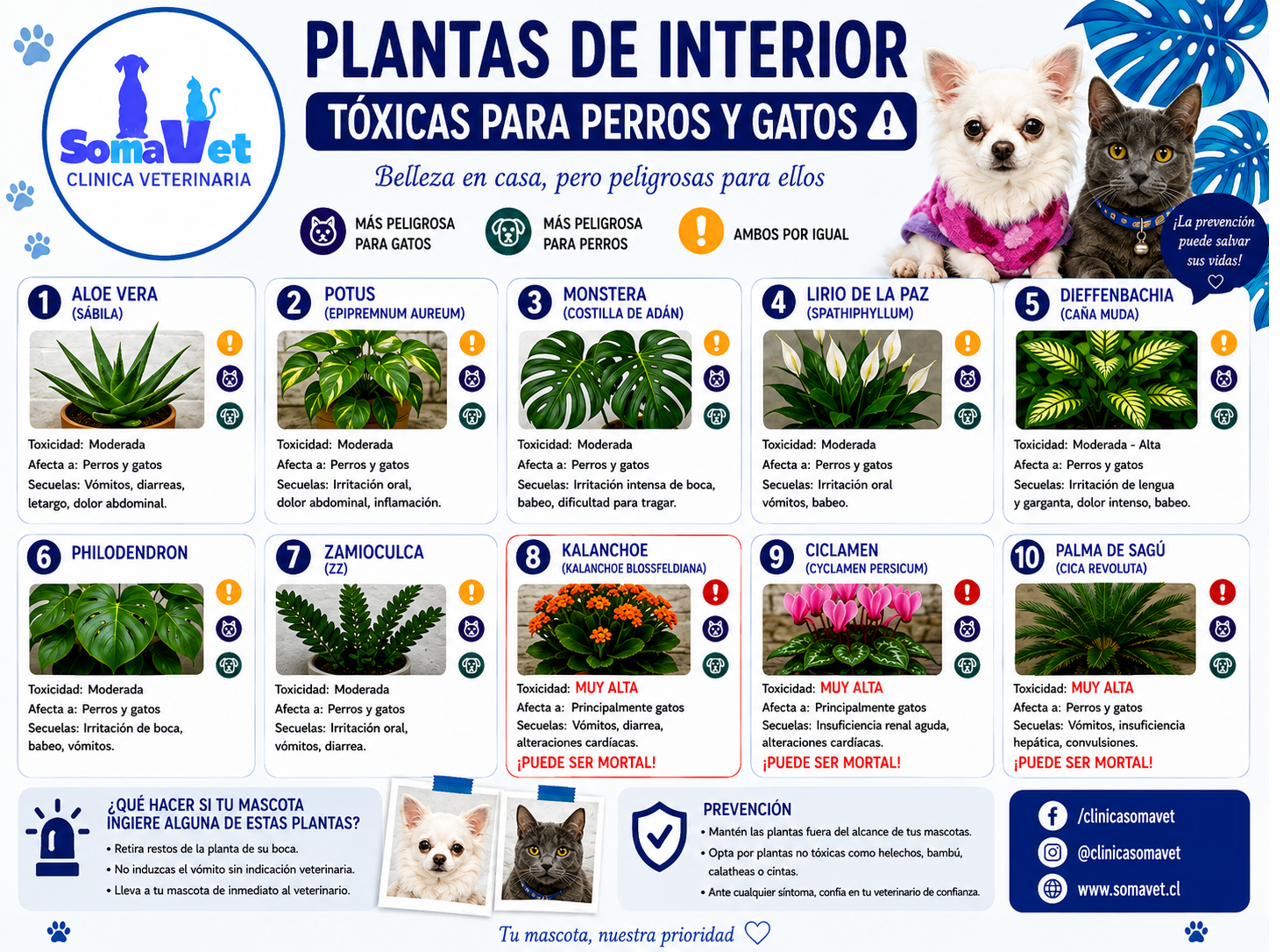Plantas de interior tóxicas para perros y gatos