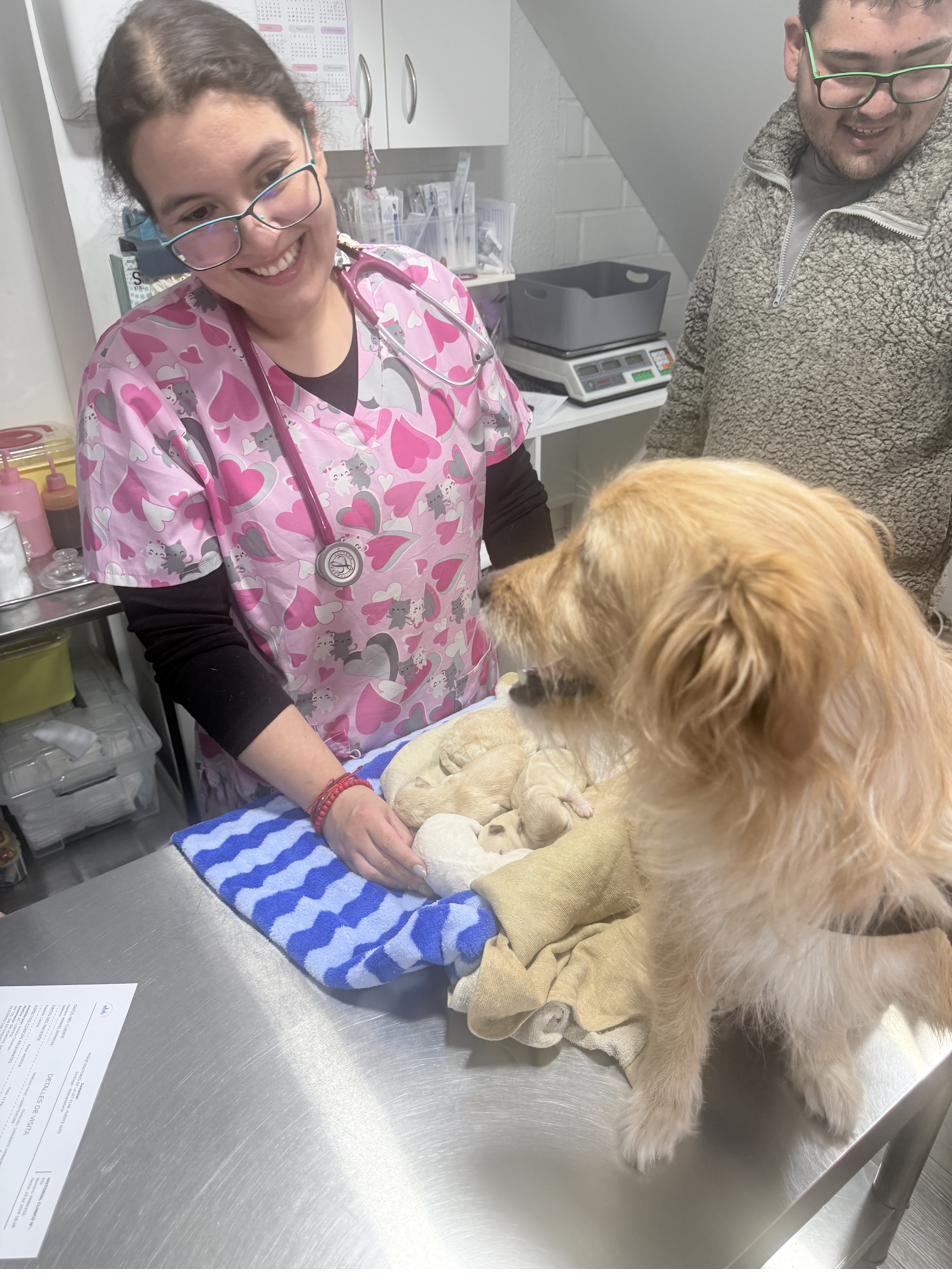 Paciente atendido en Clínica Veterinaria SomaVet