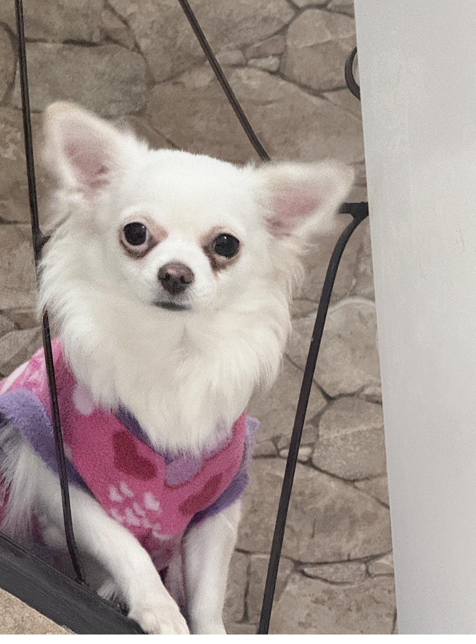 Paciente Chihuahua en SomaVet