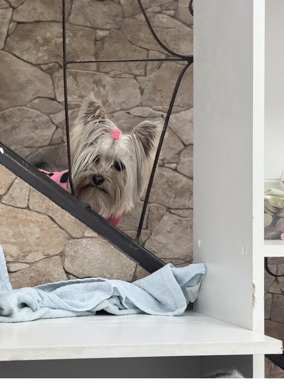 Paciente Yorkshire Terrier en SomaVet